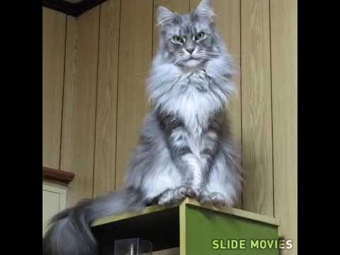 My House Cat Record 11 Mainecoon Russian Blue Lily Allen メイン