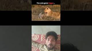 #lion #duet #1fox #jokermusic #funny #moviescore #memes #animals #reaction #wildlife #foxx #foxie