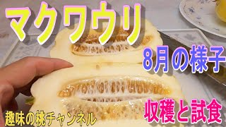 【マクワウリ】8月の様子　収穫と試食　24/8/20
