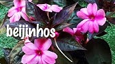 NÃO COMETA os mesmos ERROS como eu, ao PLANTAR suas flores Beijinho ( sunpatiens) - thptnganamst.edu.vn