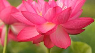 2013年Lotus Ｒ