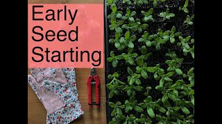 Early Seeds We Are Starting Now Pepperharrow Farm