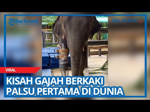 Video: Mata Thailand: Membina Kaki Prostetik Untuk Gajah - Rangkaian Matador