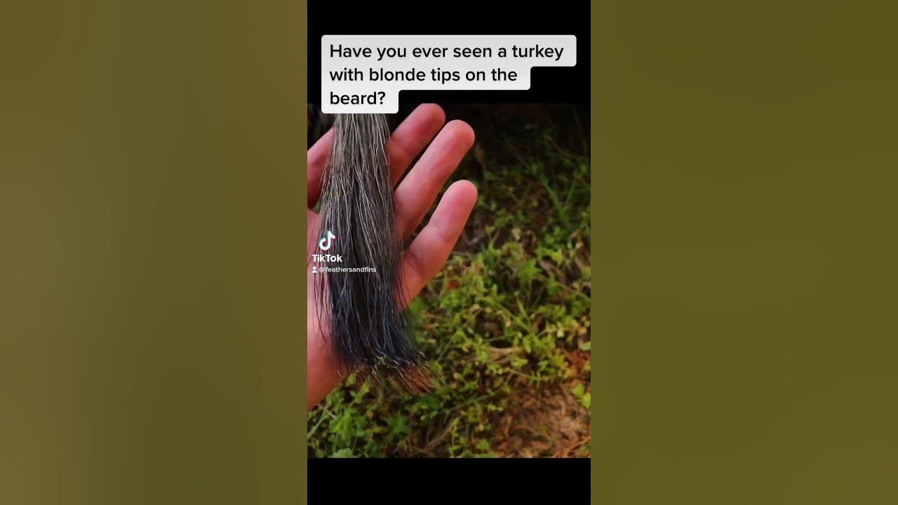 Turkey with beard rot! feathersandfins hunting turkeyhunting YouTube