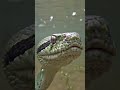 “Amazon’s Silent Predator – Anaconda Hunt in Water &amp; Jungle  Ultra Cinematic Wildlife”