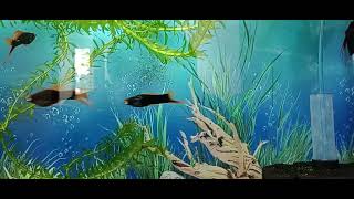 Чёрные меченосцы аквариумные рыбки супер красивые в аквариуме