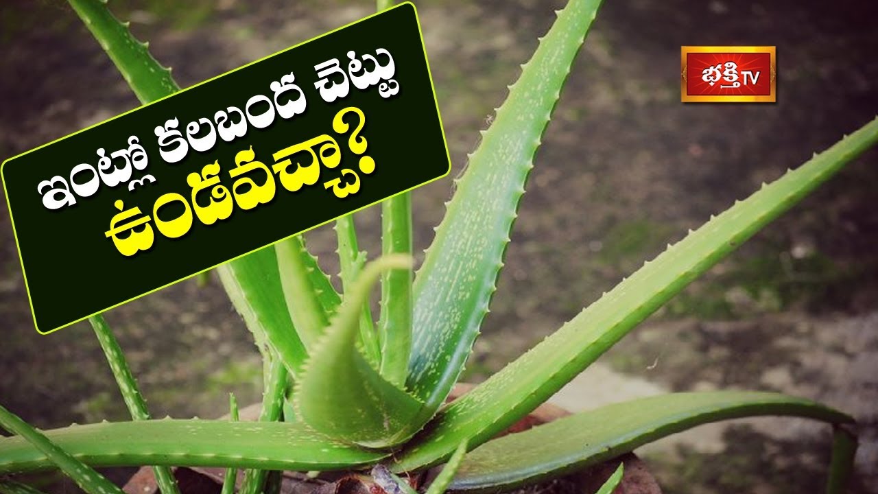 ఇంట్లో కలబంద చెట్టు ఉండవచ్చా ..? | Sri Vaddiparti Padmakar | Dharma Sandehalu