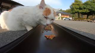 猫寺の餌の時間、最後まで残って食べている猫２人