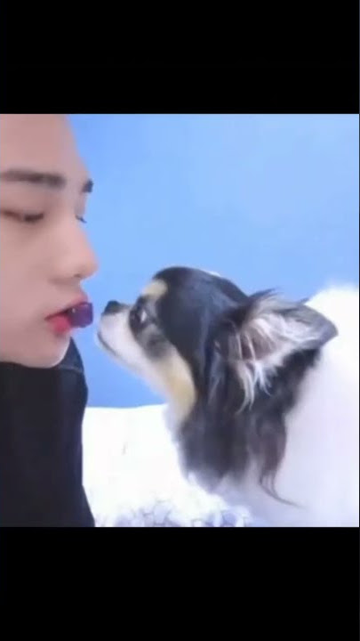 skz and their lucky pets :')