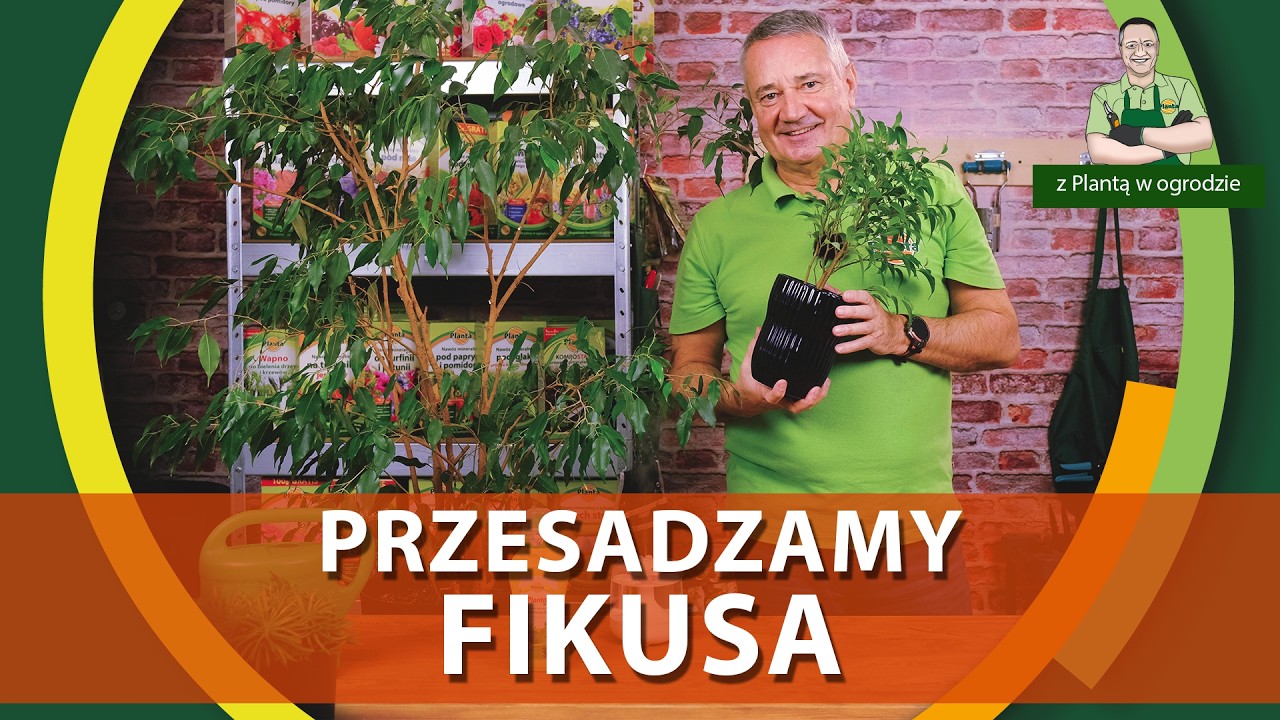 Jak przesadzać fikusa benjamina - Z PLANTĄ W OGRODZIE