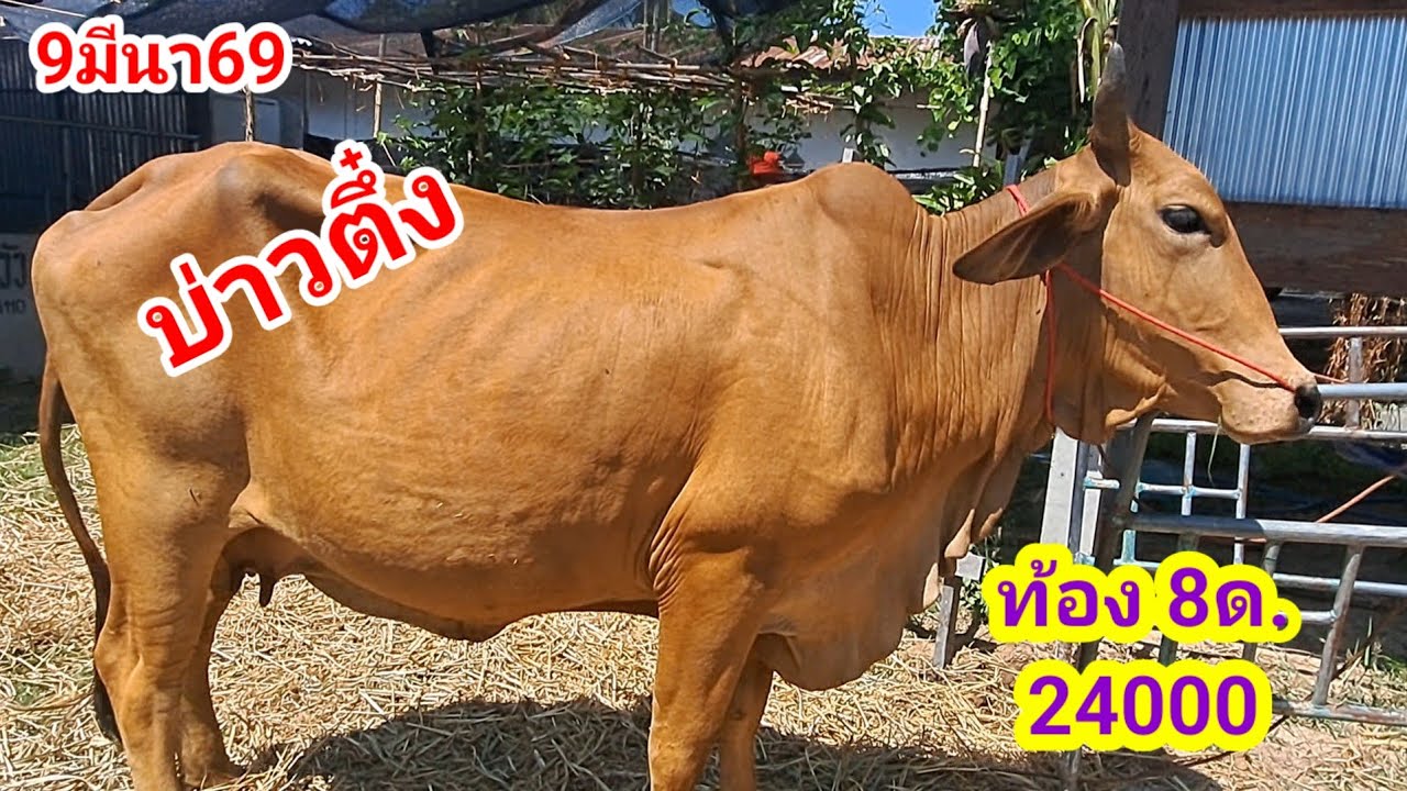 บ่าวตึ๋ง 080-188-5110 บ.นาหว้า อ.ปทุมราชวงศา จ.อำนาจเจริญ/9มีนา69