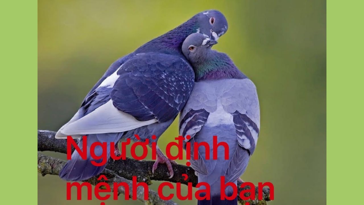 CHọn tụ bài tarot: Người mà định mệnh sắp đặt cho bạn ở kiếp này.