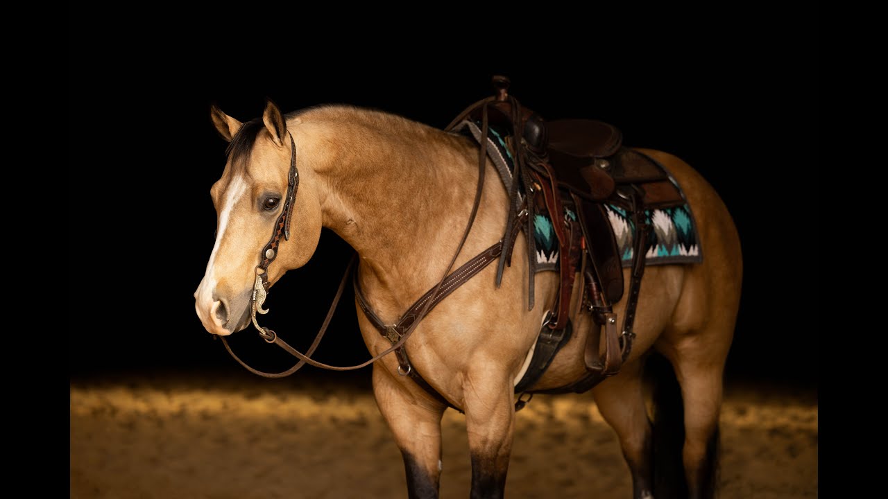 LOT #20 Gotyer Whizkey NGuns Offered By Diamond K Horses at 2025 Southern Belle Classic