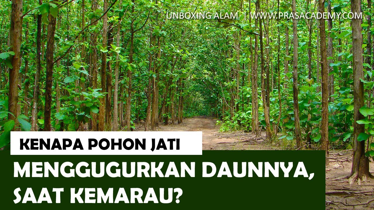 Pohon jati merupakan tumbuhan yang menggugurkan daun saat musim kemarau hal ini bertujuan untuk