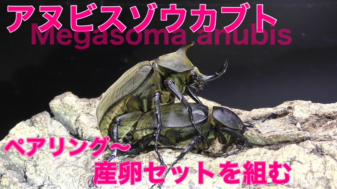アヌビスゾウカブト ・ペア 【公式通販】