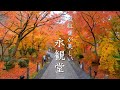 永観堂 紅葉見頃ピーク♪ 京都最高峰の敷紅葉は静かに楽しめて上も下も豪華でした