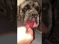 The brain freeze hit him like a truck 🐶 #funny #shorts