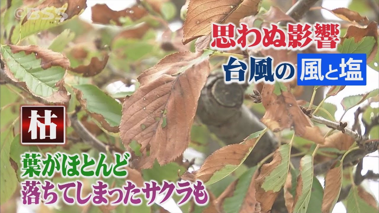 桜病気葉が枯れる: 桜の木を枯らす害虫 : 桜が枯れる原因と対策 – LGGBIM