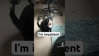 Cat Furious That Owner Was Taking So Long