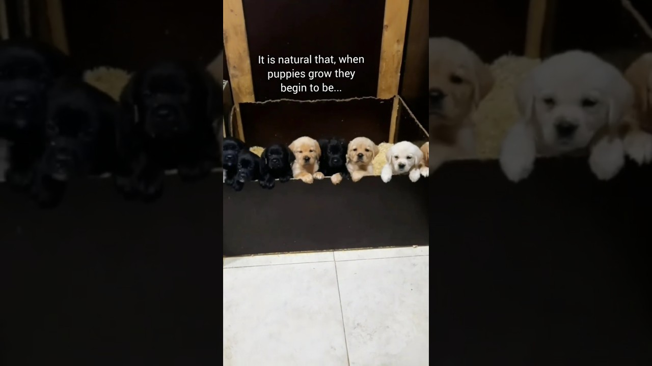 🐻 How to Know Puppy's Personality