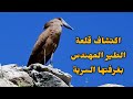 كاميرة تكشف أسرار قلعة طير مهندس في براري السعودية حجرة بمدخل مخفي لحماية صغاره وخداع المفترسات 