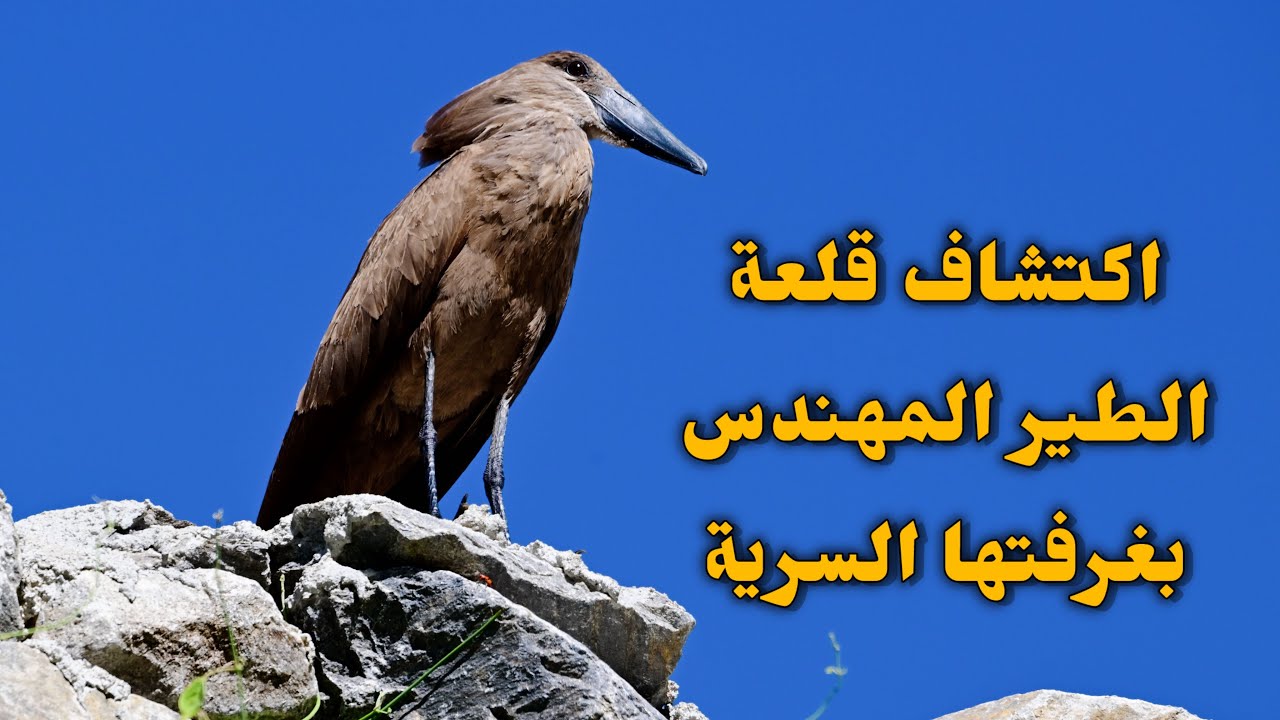 اكتشاف أسرار قلعة طير مهندس في براري السعودية - حجرة بمدخل مخفي لحماية صغاره وخداع المفترسات!