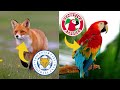 Special animals in football logos 