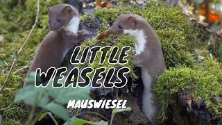 Cute: Little Weasels (Mustela nivalis)
