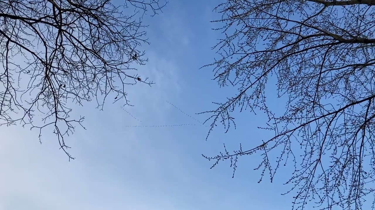 Sky Geebs ( geese )