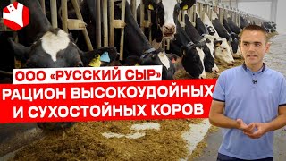 Рацион коров | Молочное животноводство