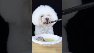 cute dog eating food #creative #art #talent #satisfying #amazing #shorts