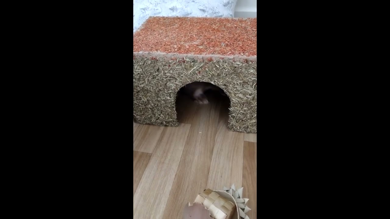 Bunny completes his Obstacle Course