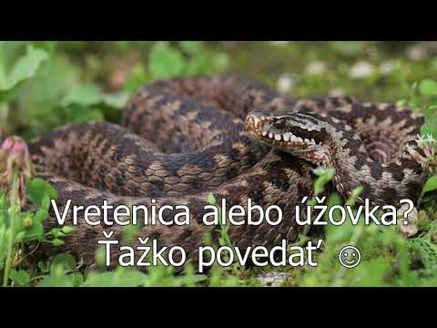 Video: Tri Hlavy Hada Gorynych - Obilie-náboženstvo-alkohol - Alternatívny Pohľad