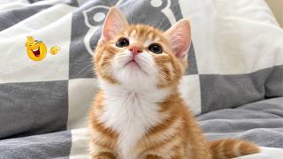 Funniest Cat Videos 😹The Most Dramatic Cats You’ll Ever See #15 screenshot 4