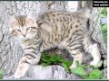 Bobtail の動画、YouTube動画。