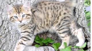 American Bobtail | Collection Of Cat Breed Pictures
