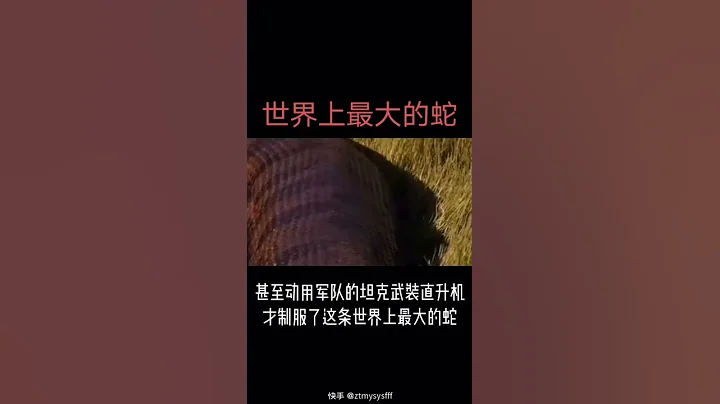 世界上最大的蛇 - 天天要闻