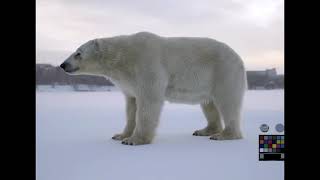 high-quality polar bear model with hair, rigging, and animations #3danimation #3d #blender