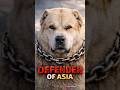 Câinele care poate opri un lup singur – Alabai (the Central Asian Shepherd Dog)