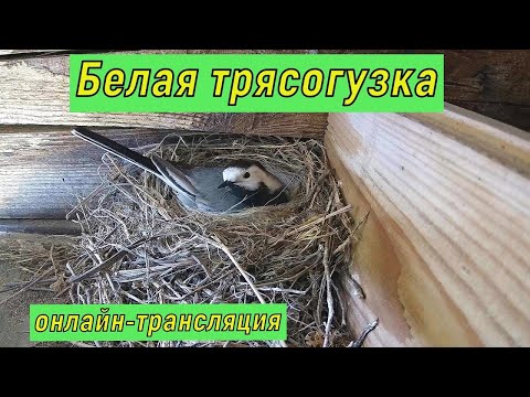 Видео: #гнездо_белой_трясогузки #дача. Ночь 12-13 мая 2024 года.  #онлайн