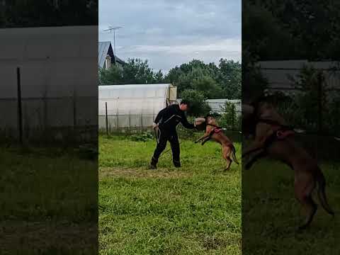 Бельгийская овчарка Кайман Малинуа работает #шортс #малинуа #бельгийскаяовчарка #дрессура