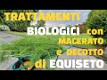 Macerato  e decotto di equiseto ecco come farli