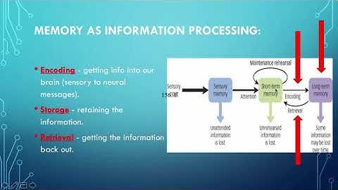 Memory Basics - Information Processing Model