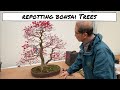 Repotting Bonsai Trees