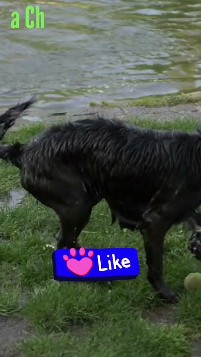 Will Dogs Eat Their Dead Owners shorts YouTube will-dogs-eat-their-dead-owners-shorts-youtube