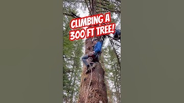 Watch these kids climb a “practice” tree as part of a professional tree climbing adventure!