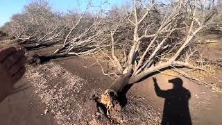 We can make biochar - orchard removal by KOFrass 132 views 5 months ago 1 minute, 29 seconds