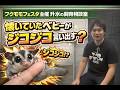 【フクロモモンガ】慣れてた子が再びジコジコ?