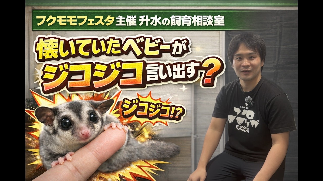 【フクロモモンガ】慣れてた子が再びジコジコ?