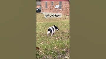 #سورة_إبراهيم #قرآن #عبدالباسط_عبدالصمد #مصر #العراق #طيور #البادجي #suratibrahim #quran #budgies